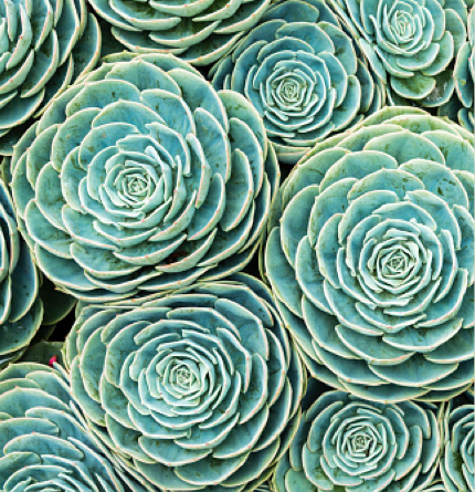 Hackman Capital Partners succulents