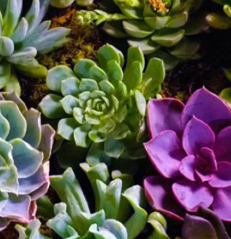 Hackman Capital Partners Succulent