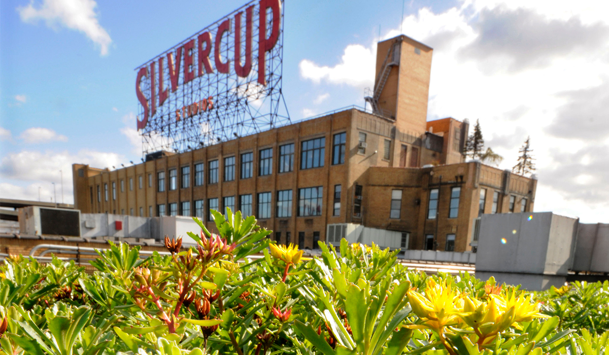 Hackman Capital - Silvercup Planting News